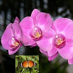 Phalaenopsis: du grecque, phaina-papillon et opsis-apparence. סחלבים